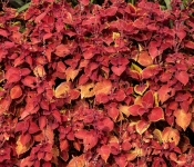 2020 09 01 LyndaleParkRoseGarden 045